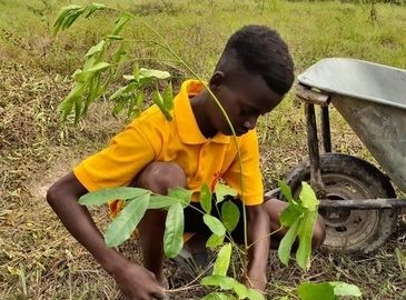 Josefine vermittelt Baumpatenschaften in Ghana